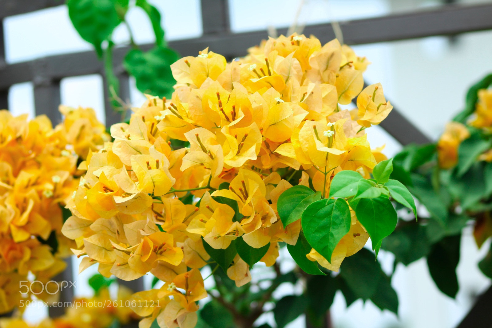 Canon EOS 1300D (EOS Rebel T6 / EOS Kiss X80) sample photo. Yollo photography