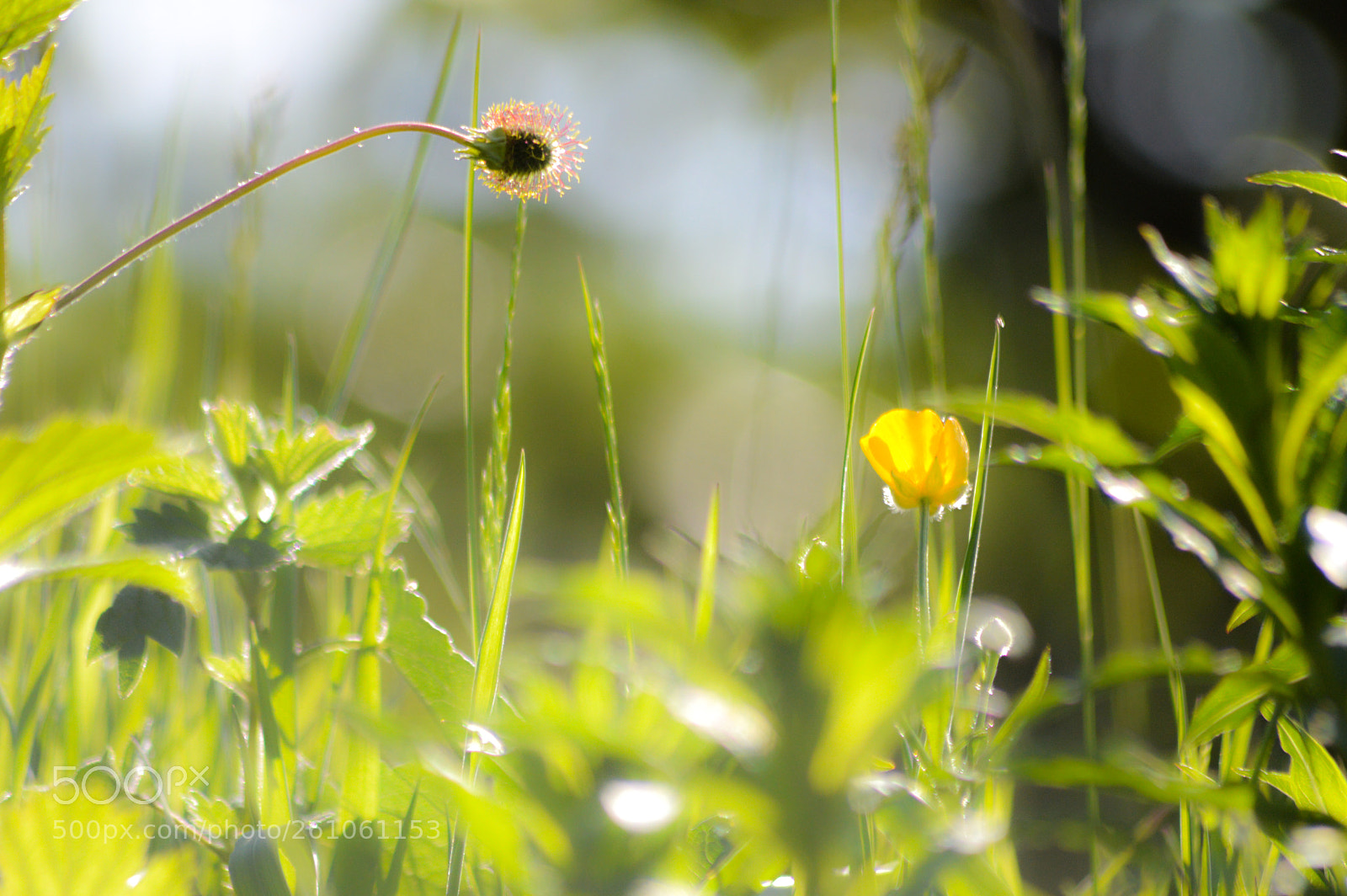 Nikon D3200 sample photo. Wildflowers photography