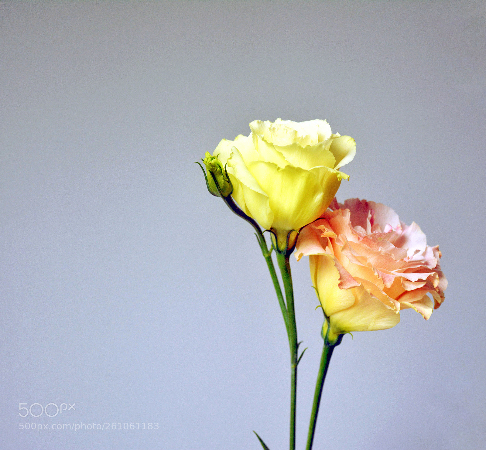 Nikon D5200 sample photo. Untitled photography