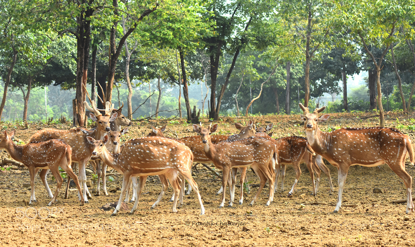 Nikon D7200 sample photo. Spotted deer photography