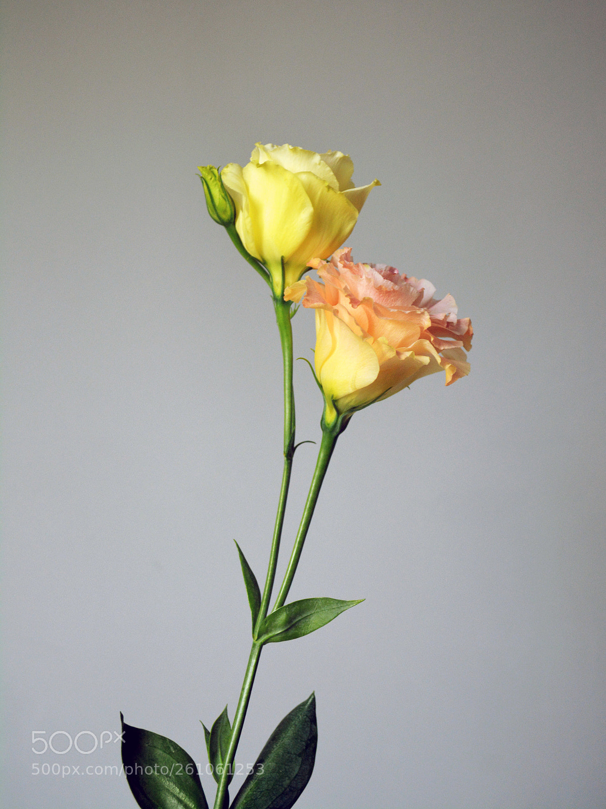Nikon D5200 sample photo. Untitled photography