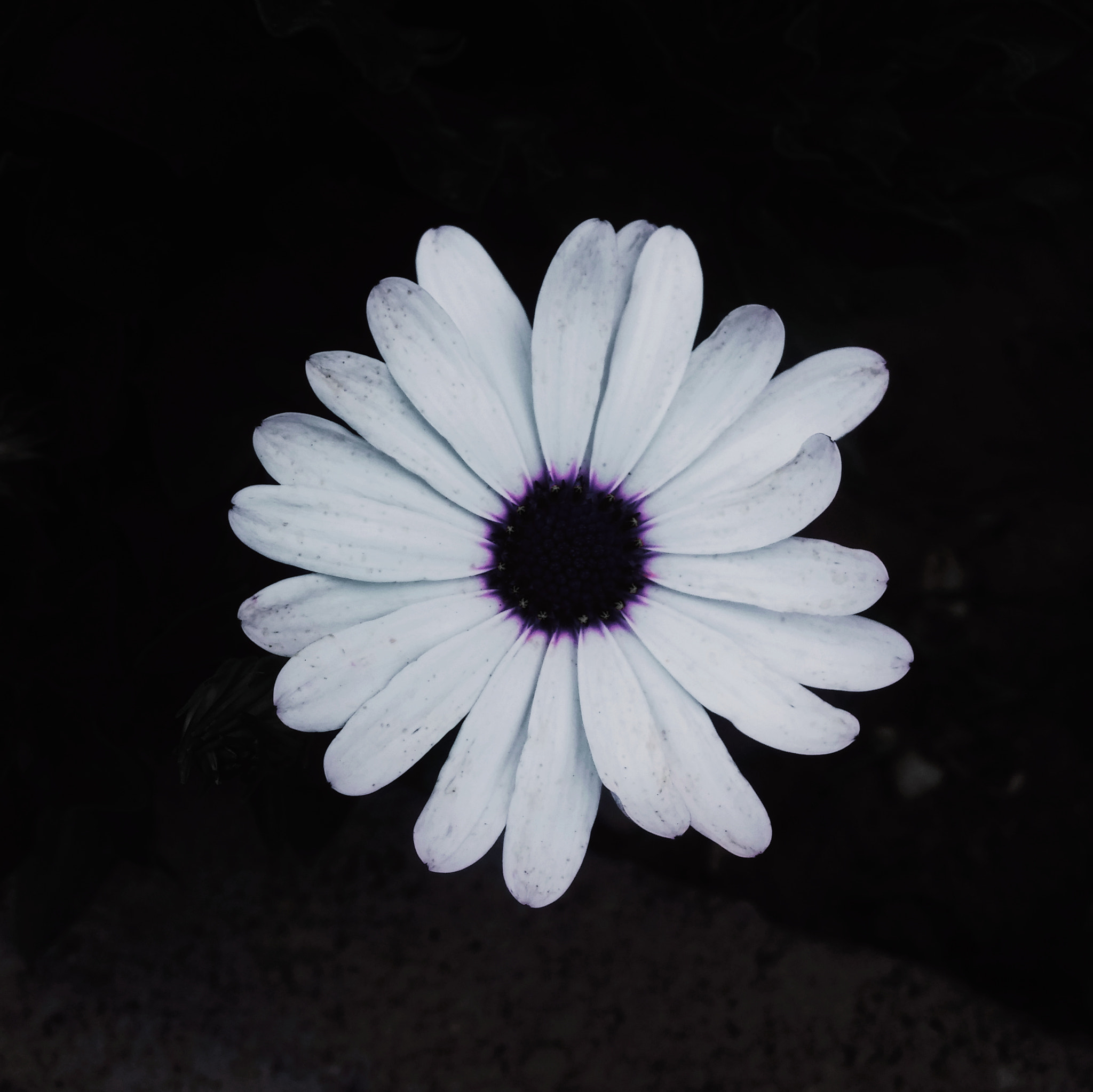 LG G2 sample photo. Flower photography