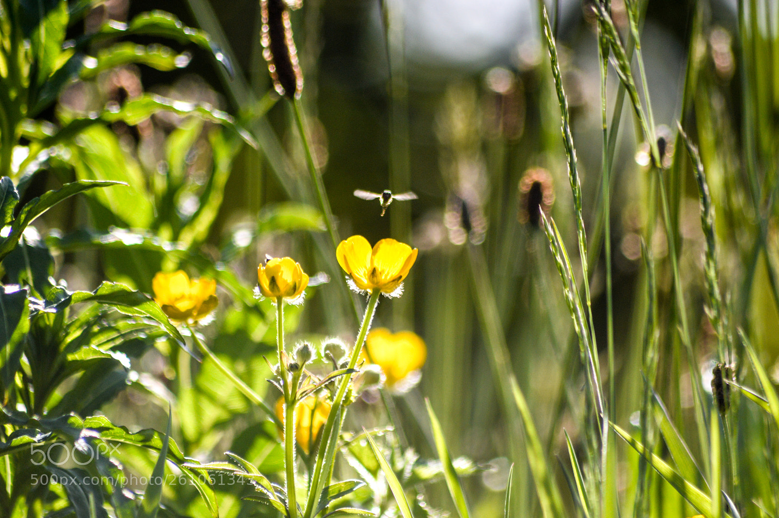Nikon D3200 sample photo. Wildflowers photography