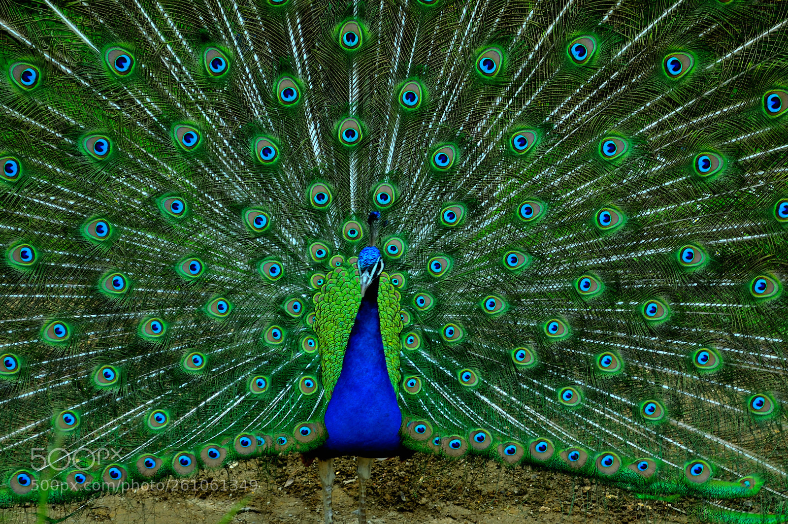 Nikon D3200 sample photo. Plumage photography