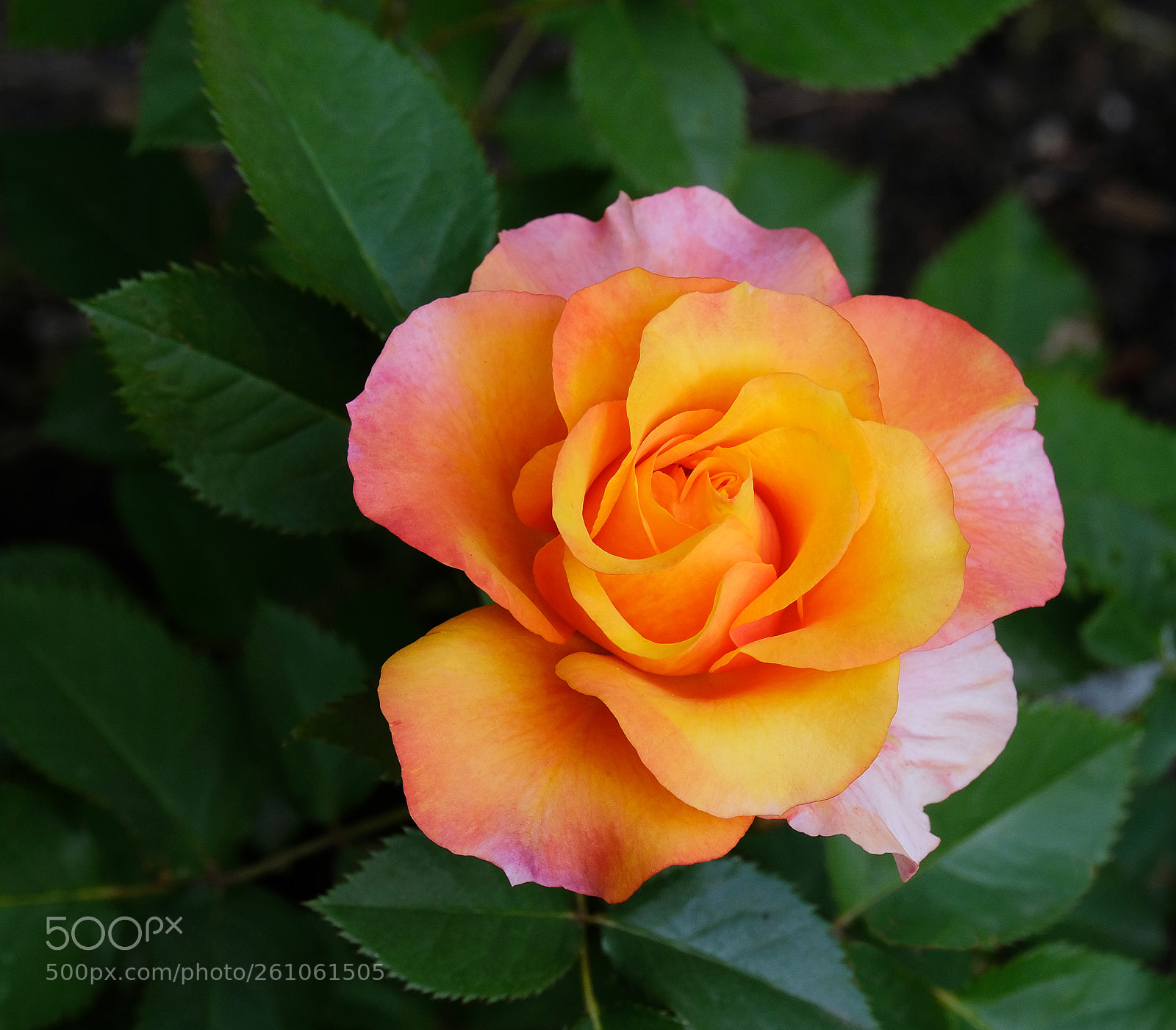 Fujifilm X-T20 sample photo. Tea rose photography