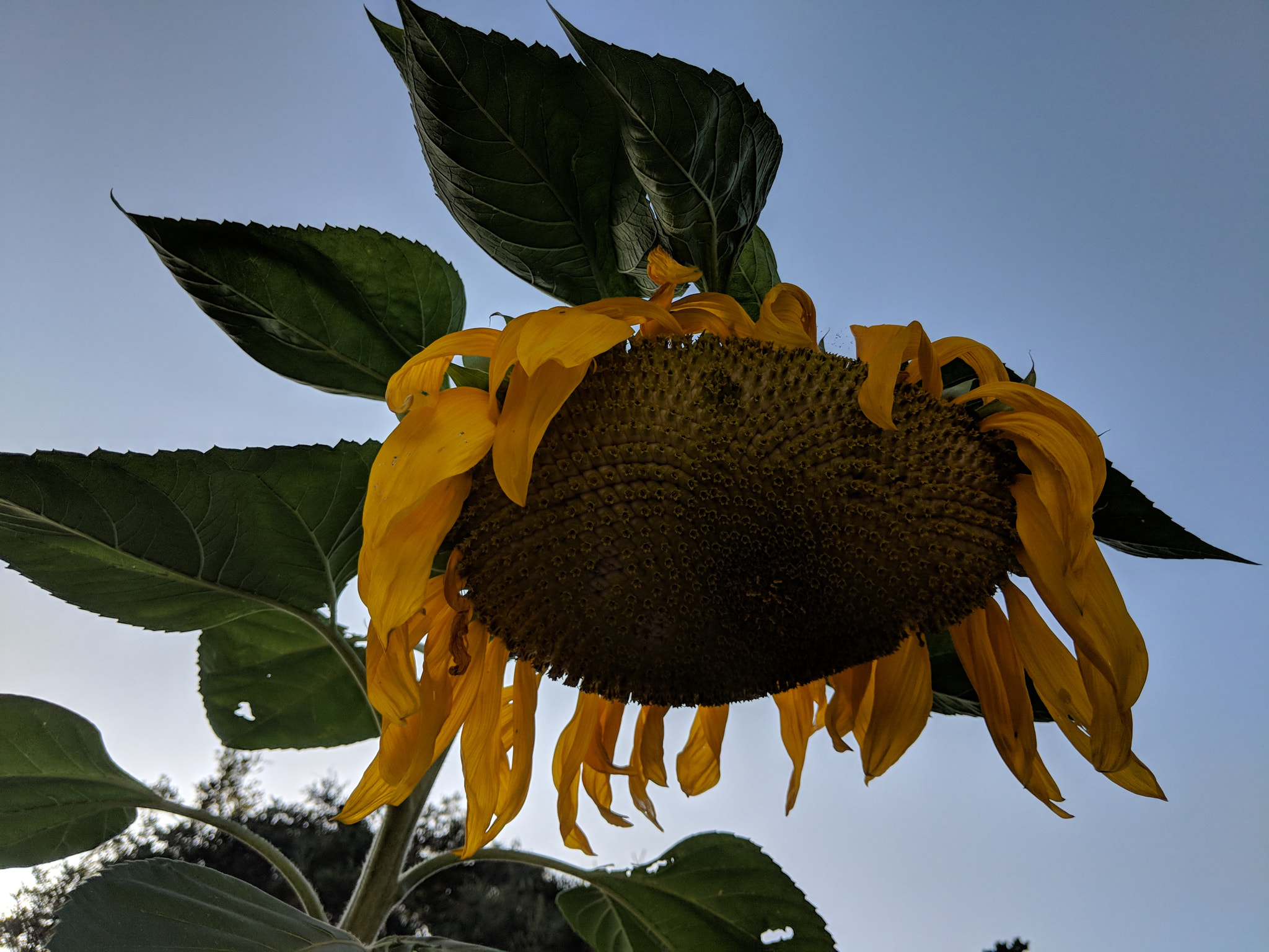 Google Pixel 2 XL sample photo