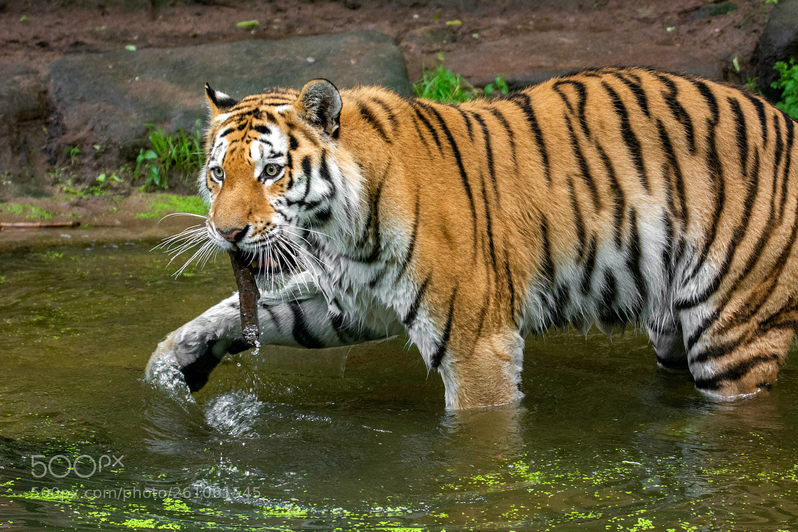 Nikon D7100 sample photo. Samur... photography