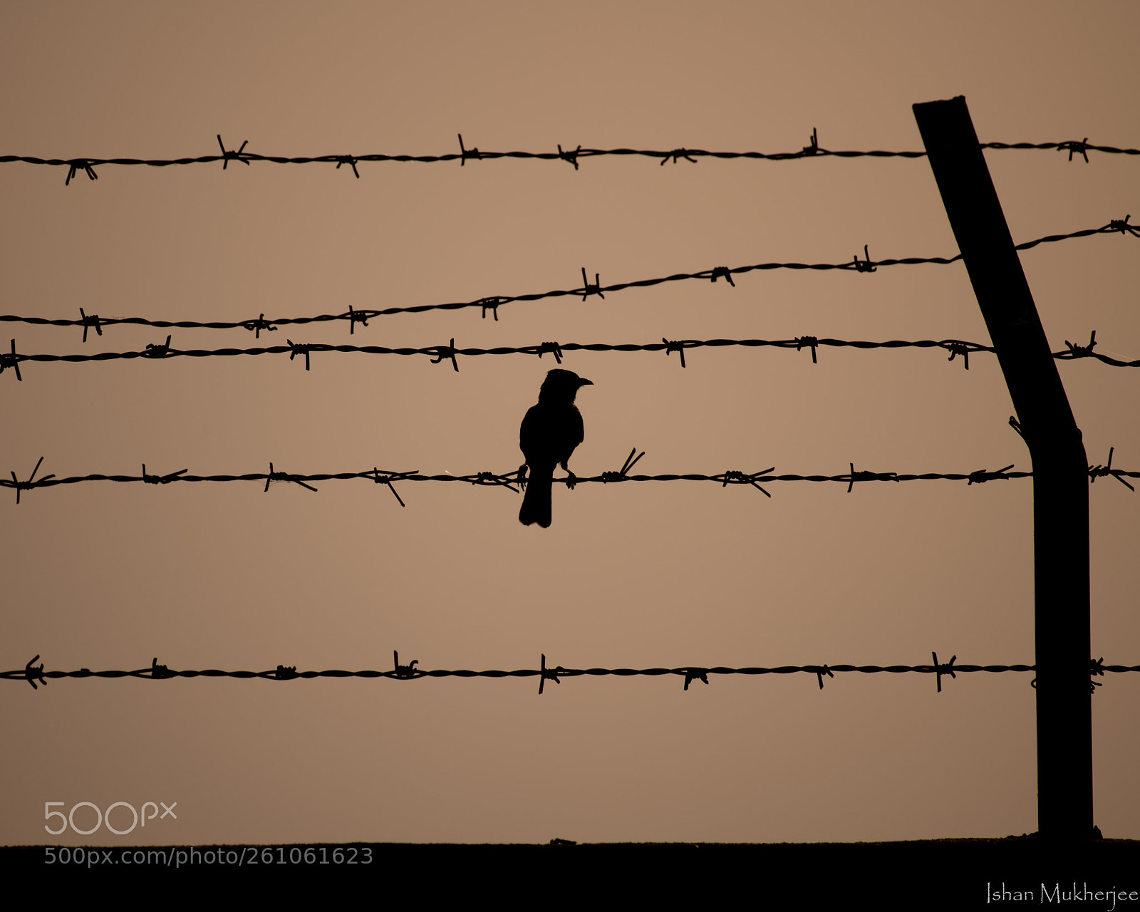 Nikon D850 sample photo. Silhouette of a bird photography