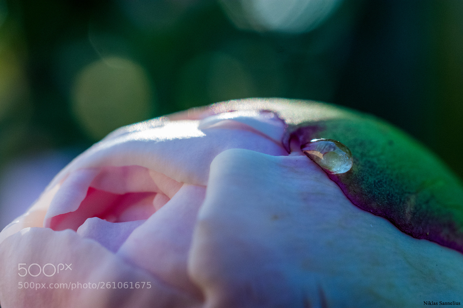 Nikon D3400 sample photo. Macro p en pion photography