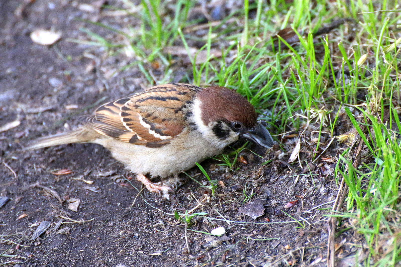 Canon EOS 70D + Tamron SP 35mm F1.8 Di VC USD sample photo. Tree sparrow photography