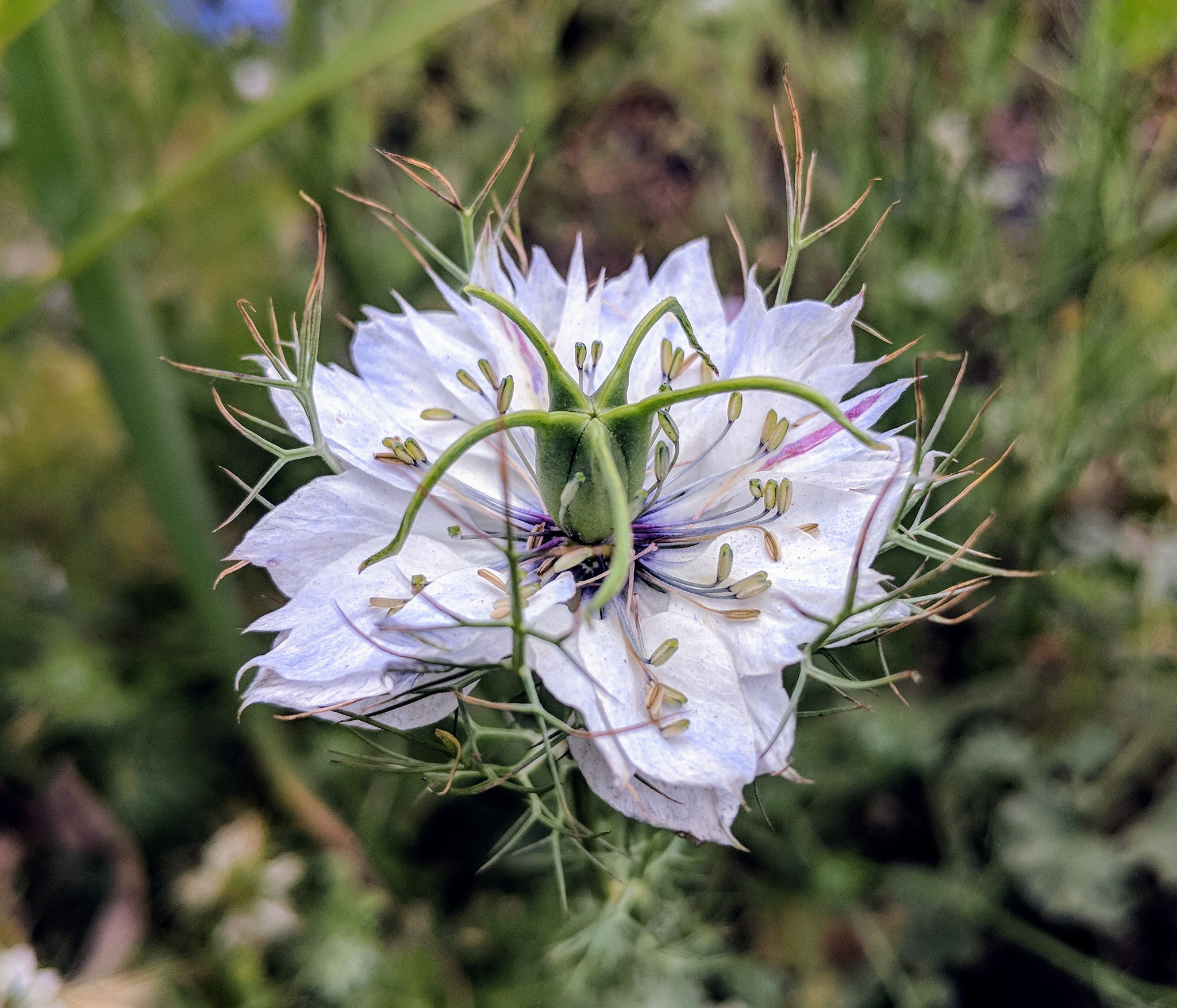 Google Pixel 2 XL sample photo