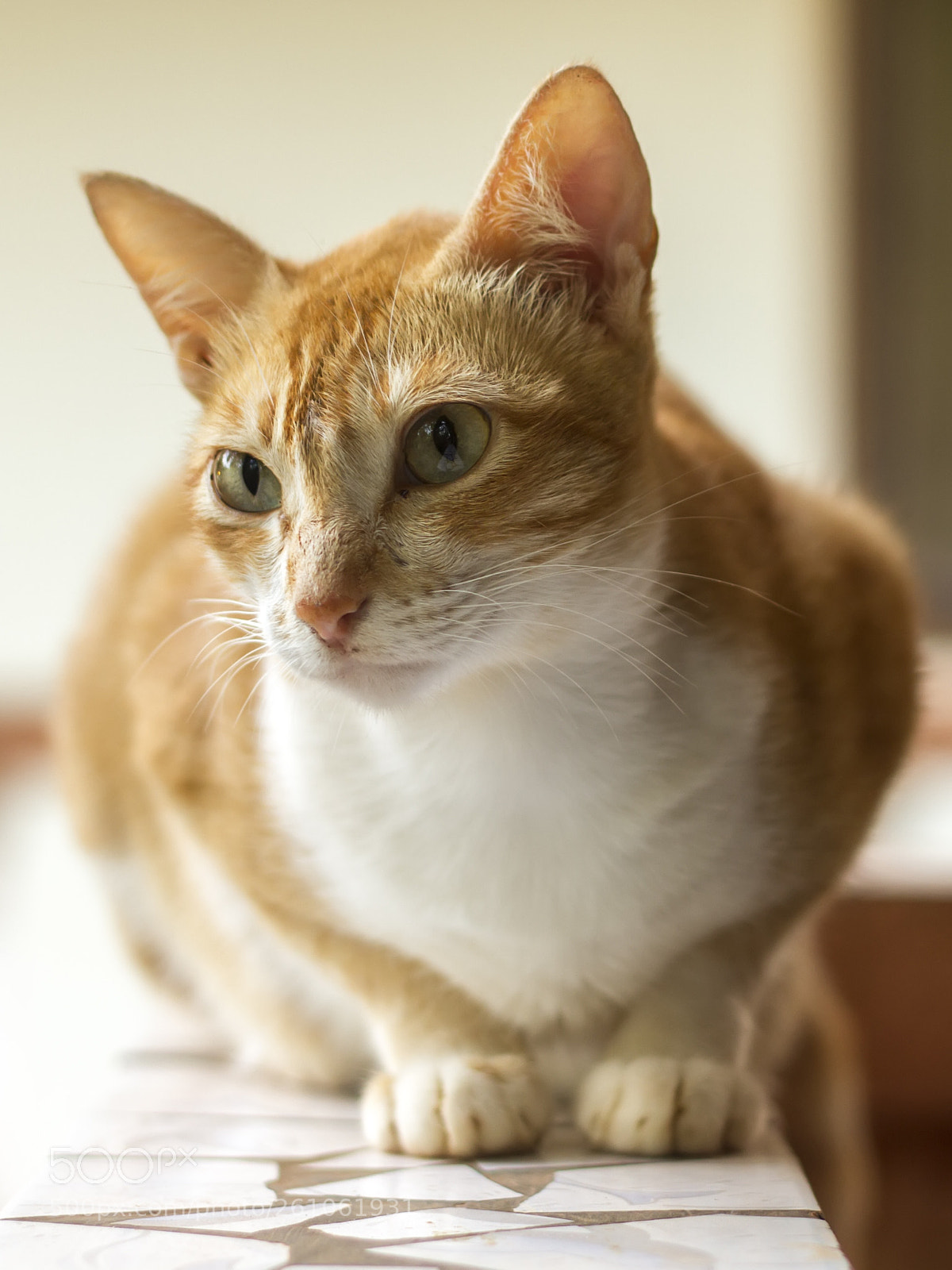 Canon EOS 7D sample photo. Are those eyes innocent? photography