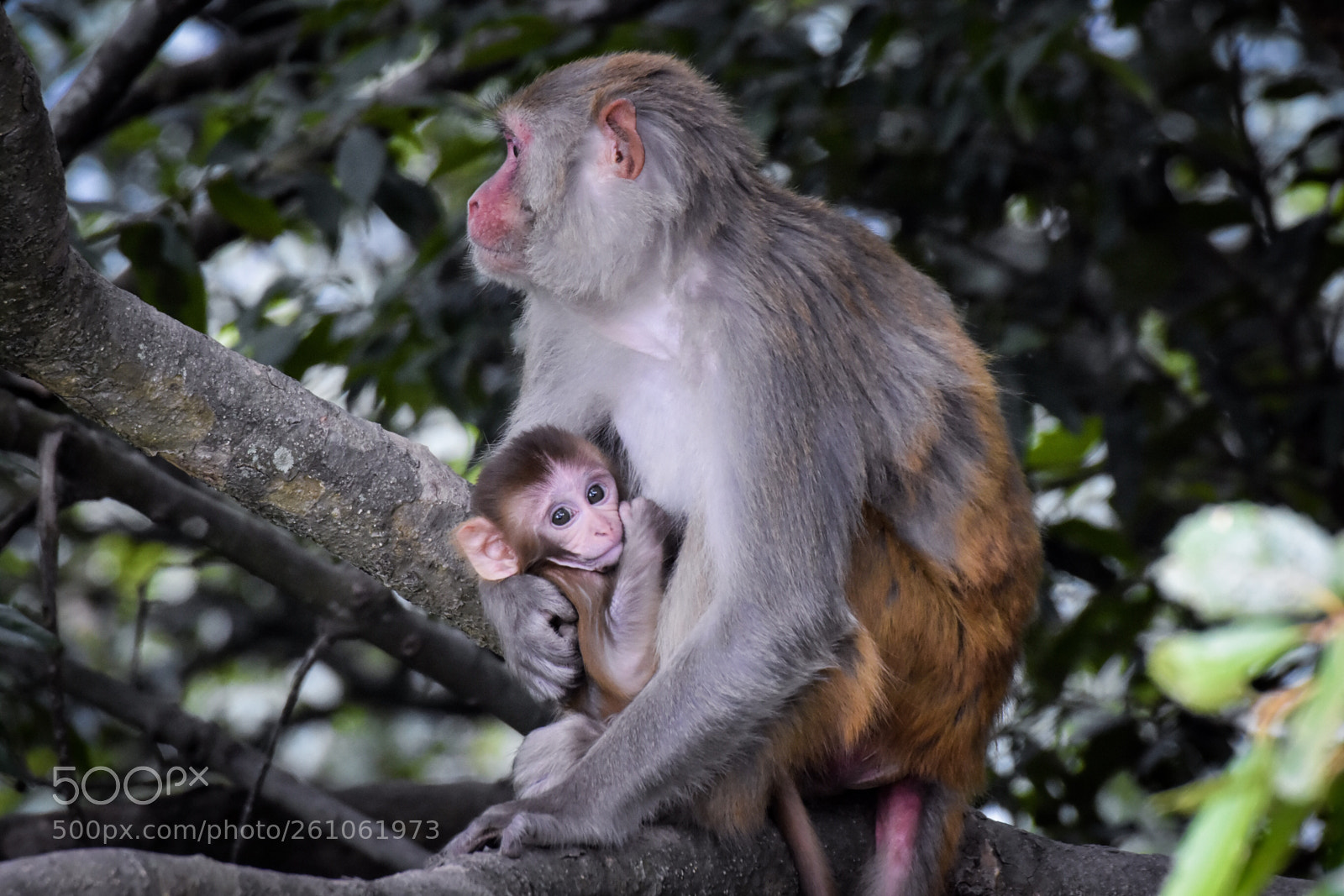 Nikon D7200 sample photo. Mothers love photography