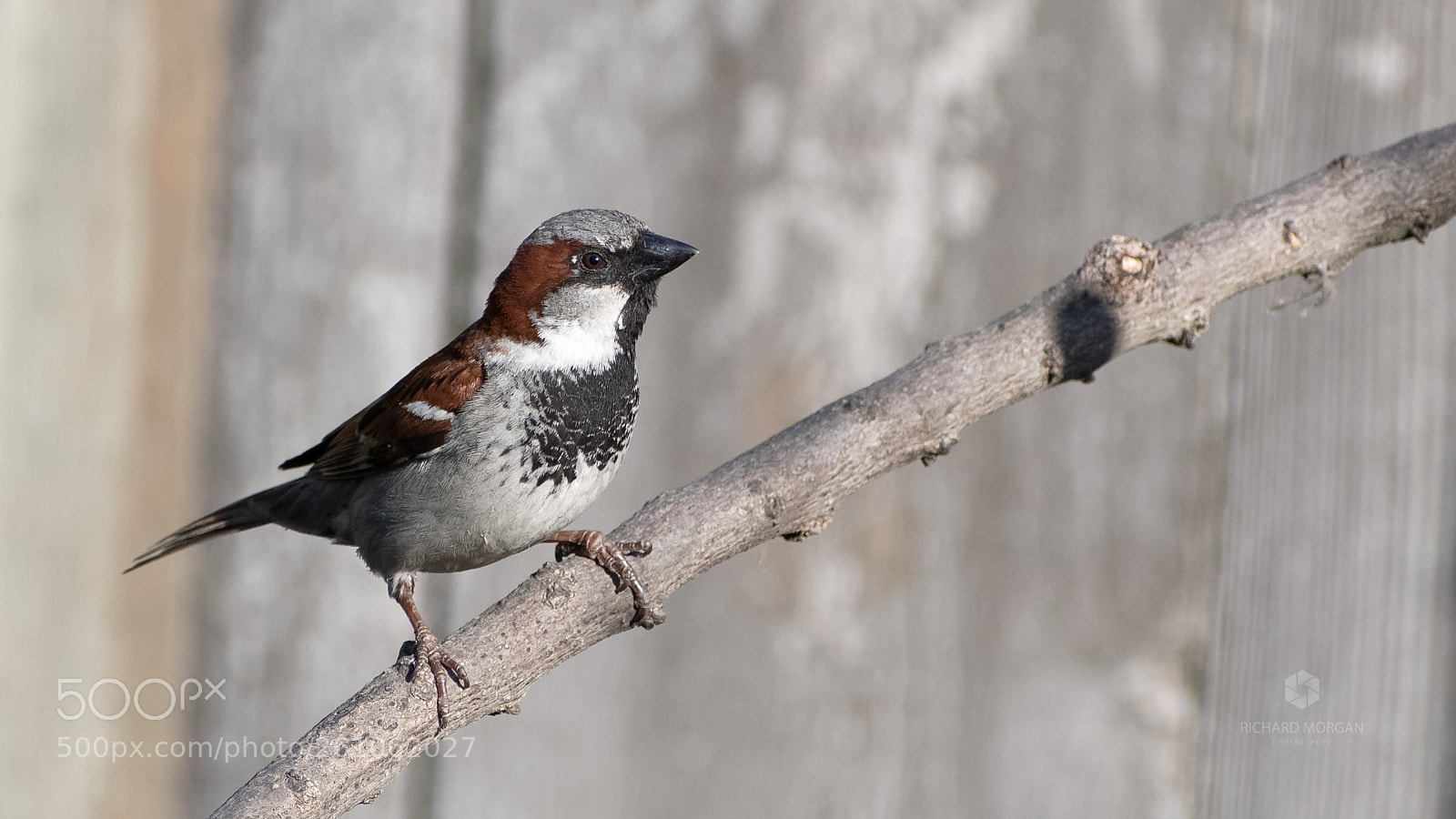 Nikon D500 sample photo. House sparrow photography