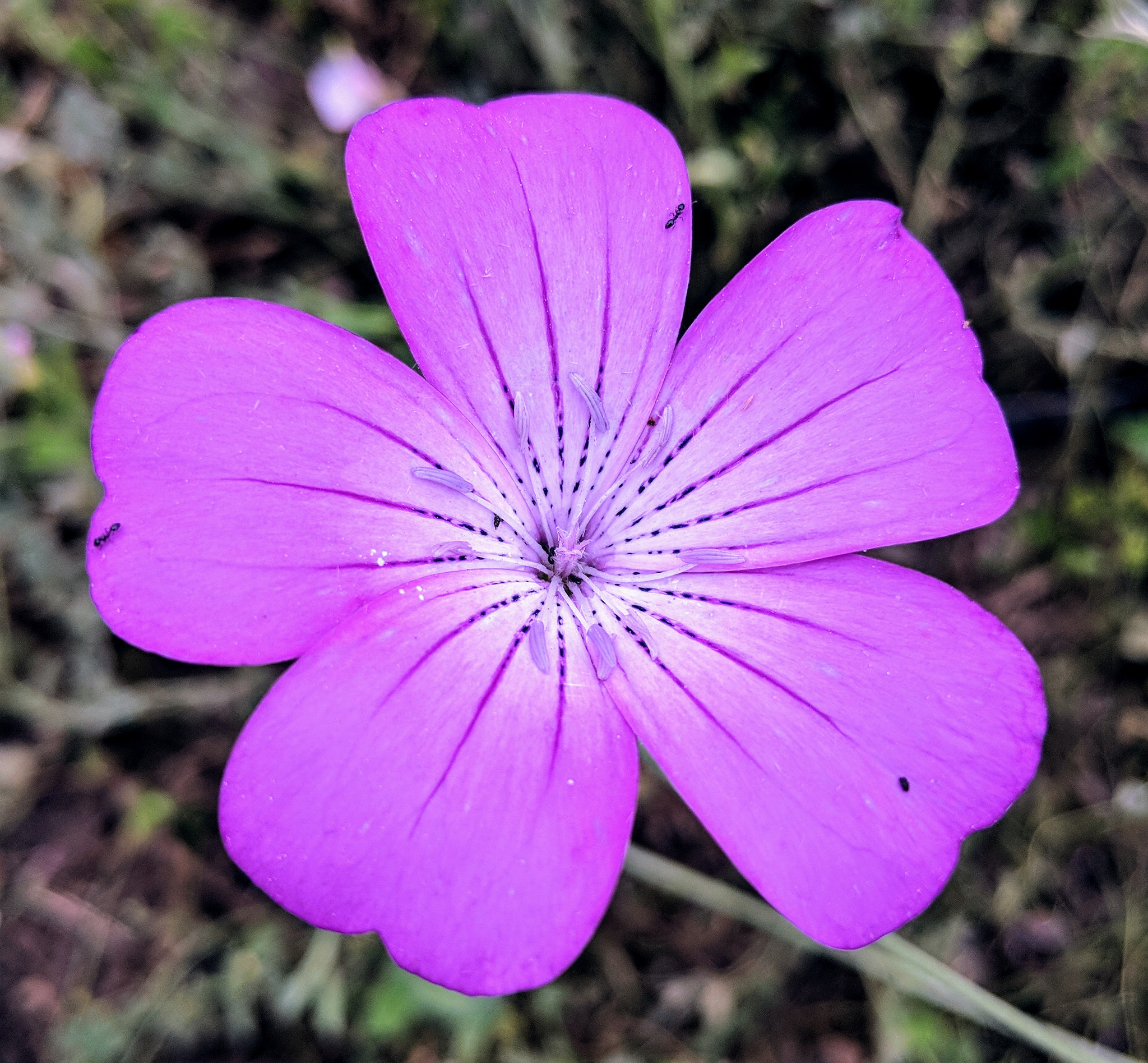 Google Pixel 2 XL sample photo