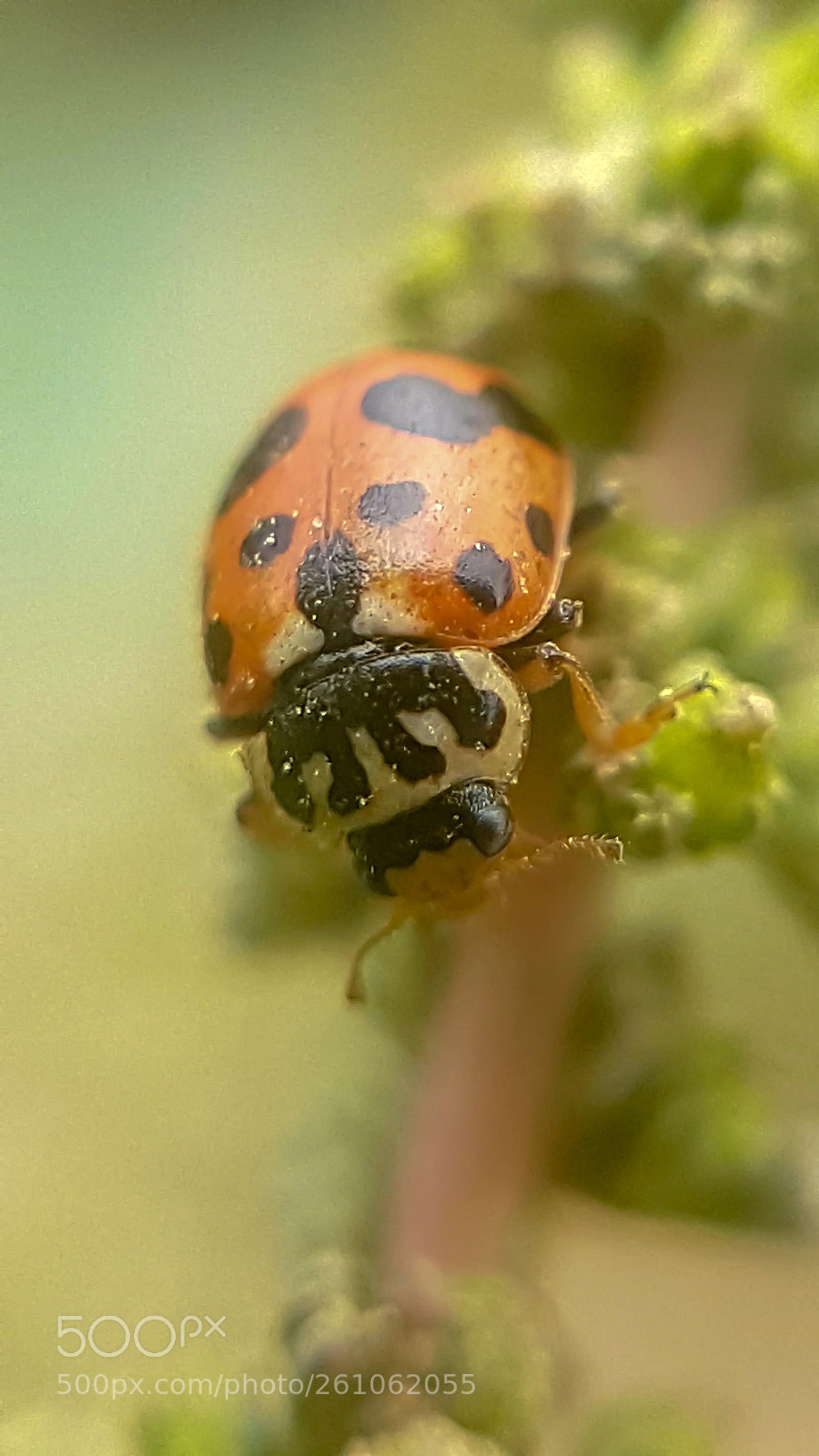 Samsung Galaxy S7 Edge sample photo. Lady bug photography