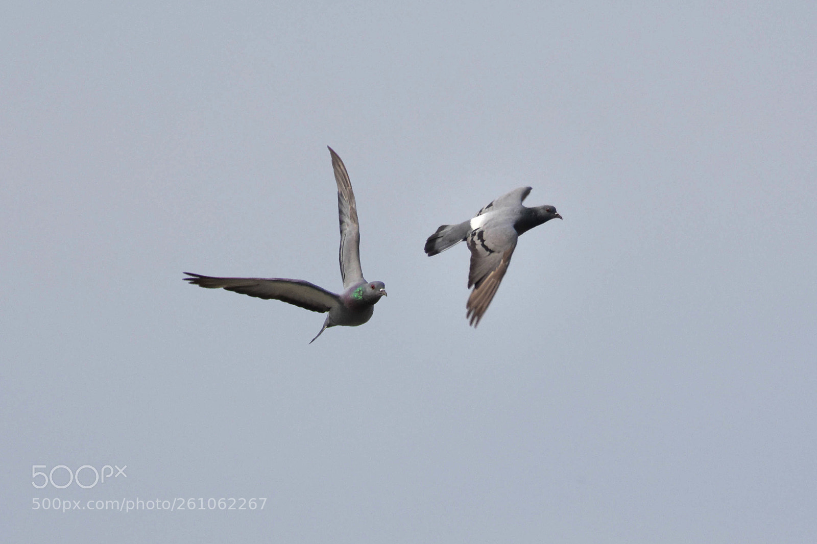 Nikon D7200 sample photo. Flight photography