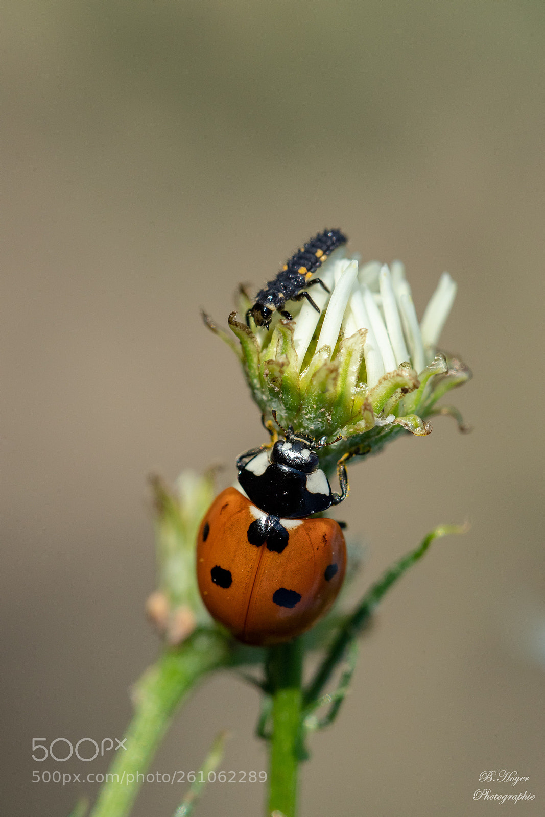 Canon EOS 6D Mark II sample photo. Ladybug and larva photography