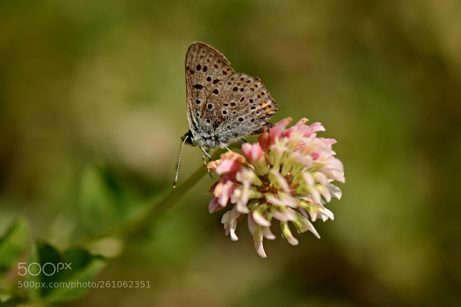 Nikon D5200 sample photo. *** photography