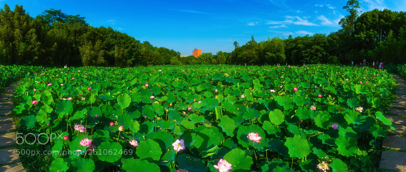 Sony a6000 sample photo. 夏荷 photography