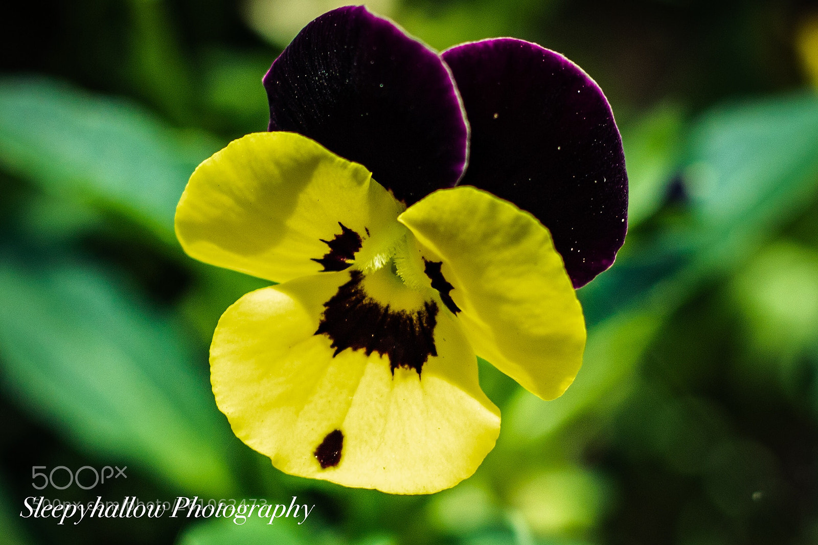 Canon EOS 1300D (EOS Rebel T6 / EOS Kiss X80) sample photo. Yellow pansy  photography