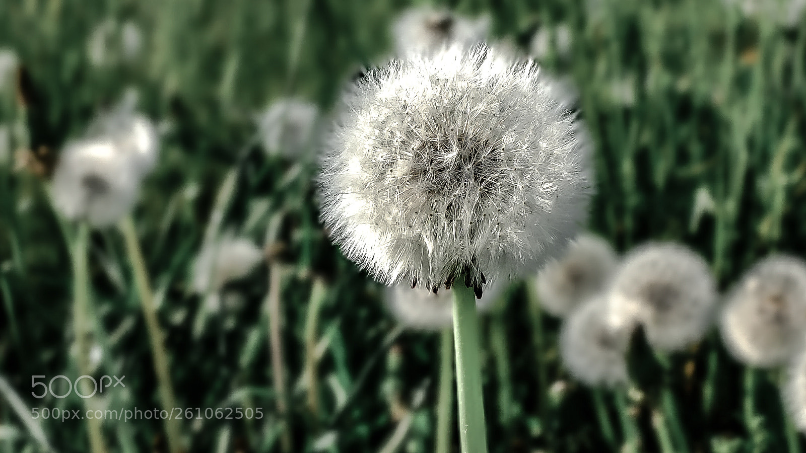 Fujifilm X10 sample photo. Soffioni photography