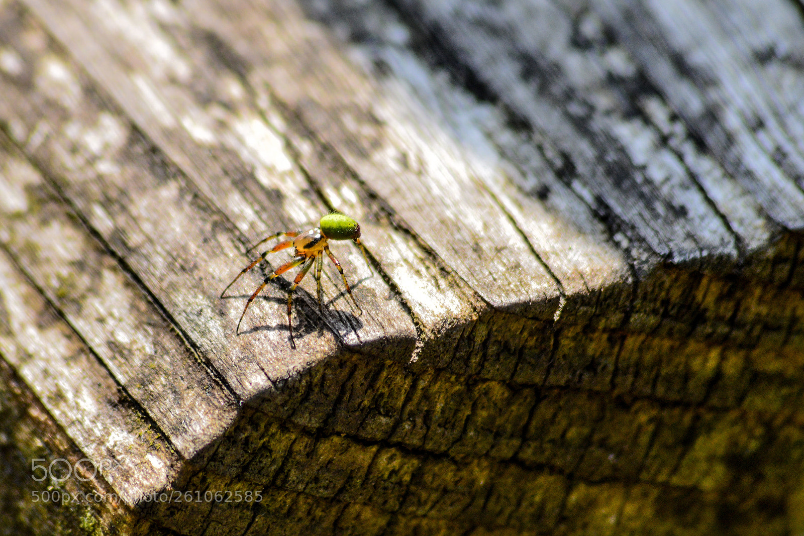 Nikon D3200 sample photo. Spider photography