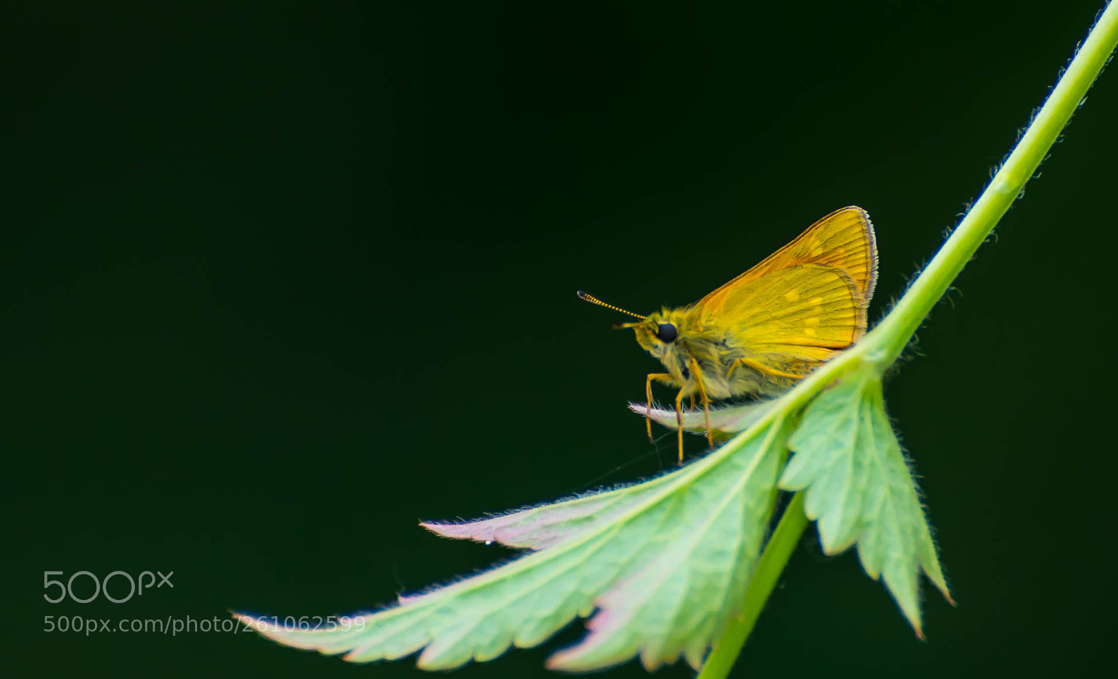 Nikon D5300 sample photo. Skipper photography