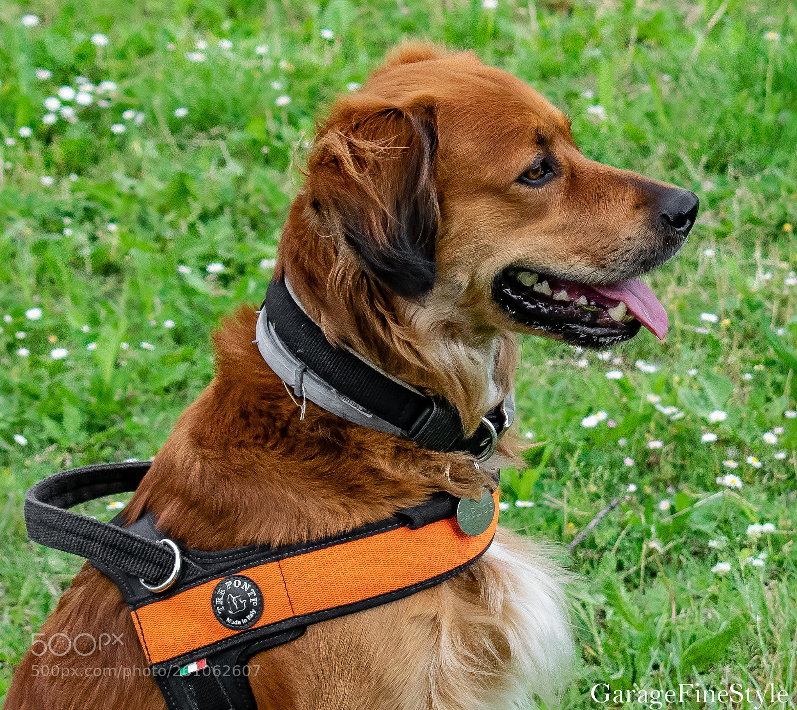 Nikon D5300 sample photo. Carlos ravish i°esgarbi photography