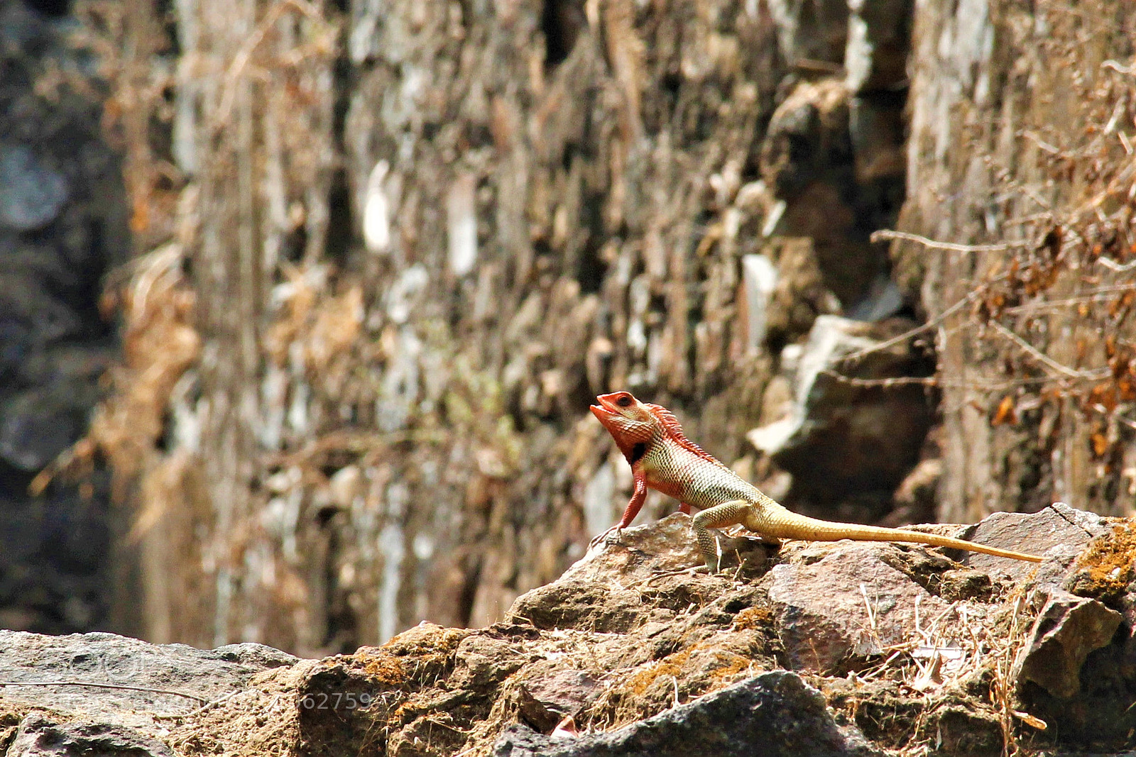 Canon EOS 60D sample photo. Garden lizard photography