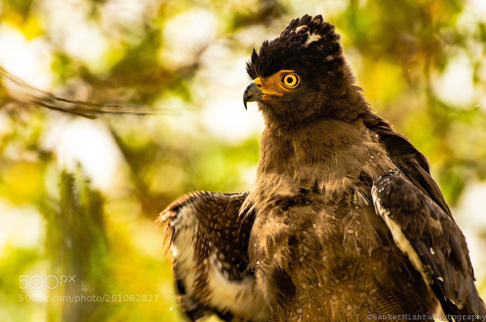 Nikon D5100 sample photo. Crested serpent eagle photography