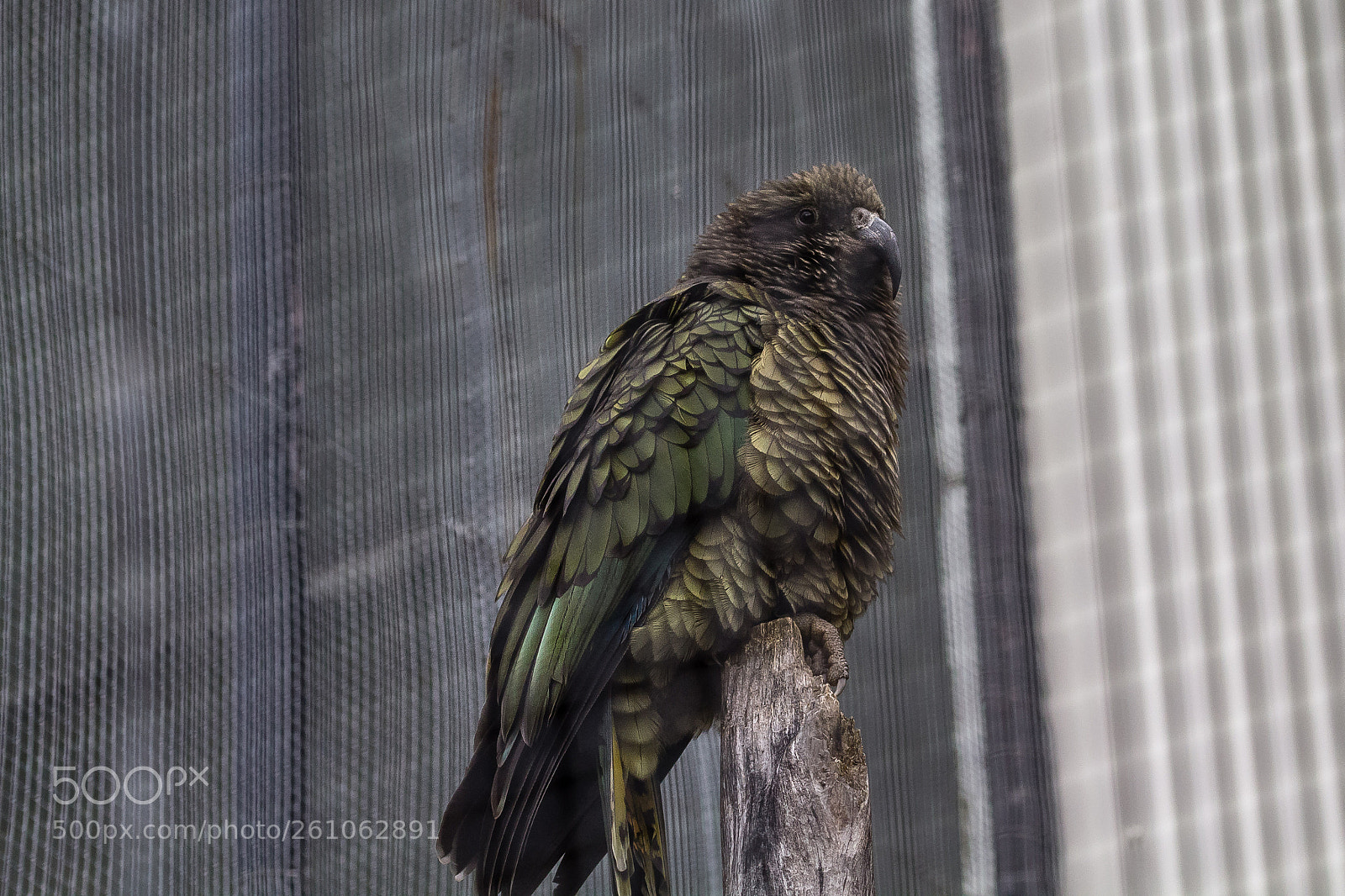 Canon EOS 60D sample photo. Kea photography