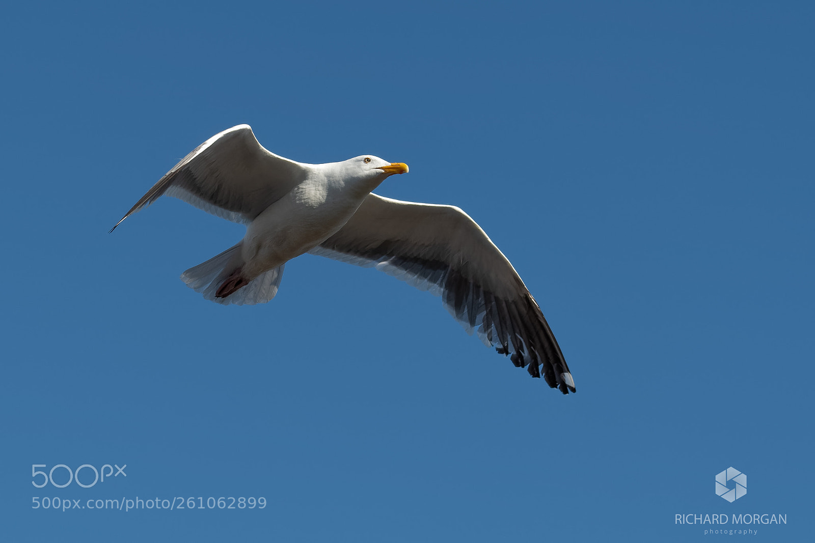 Nikon D500 sample photo. Herring gull photography