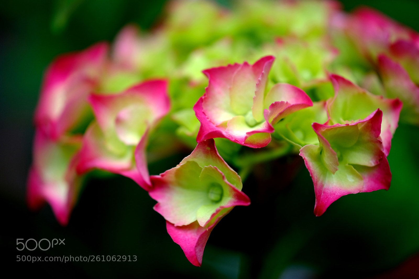 Fujifilm X-Pro2 sample photo. Hortensia. photography