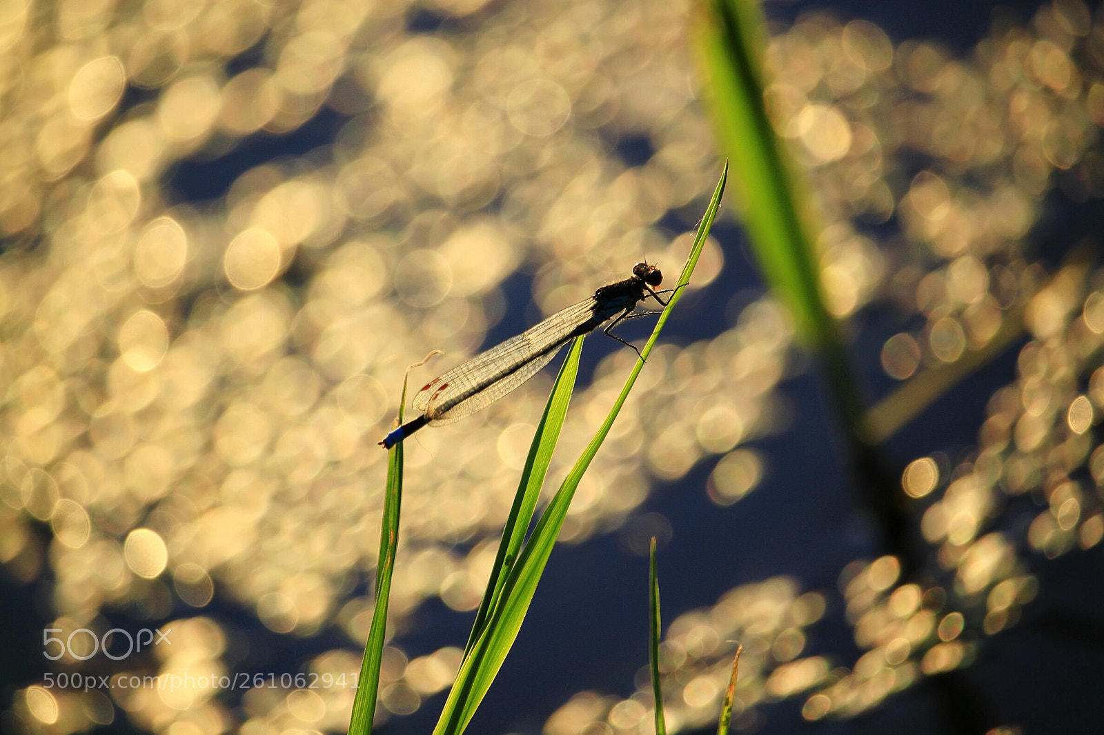 Canon EOS 500D (EOS Rebel T1i / EOS Kiss X3) sample photo. Dragonfly photography