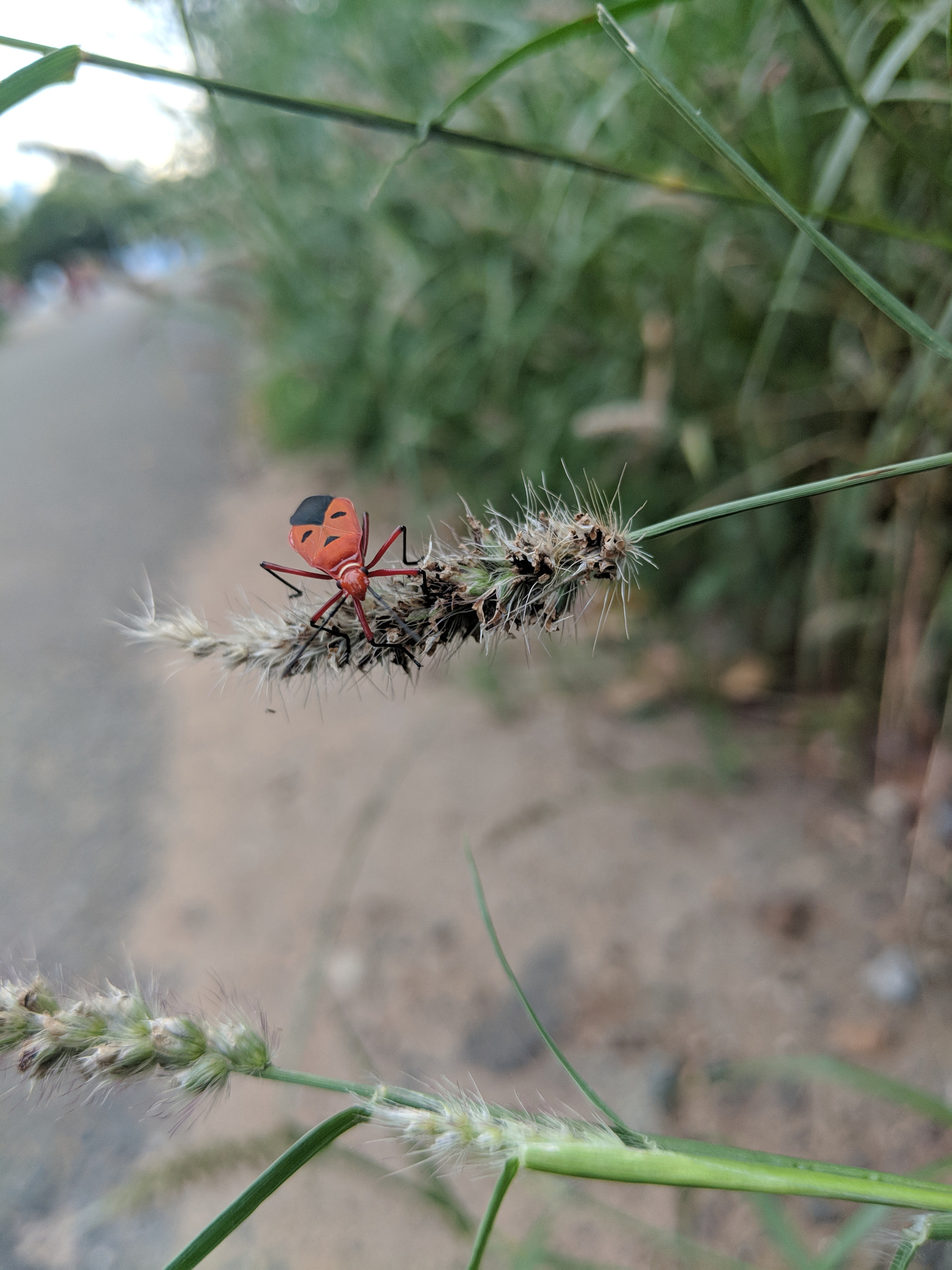 Google Pixel 2 XL sample photo. True bug photography