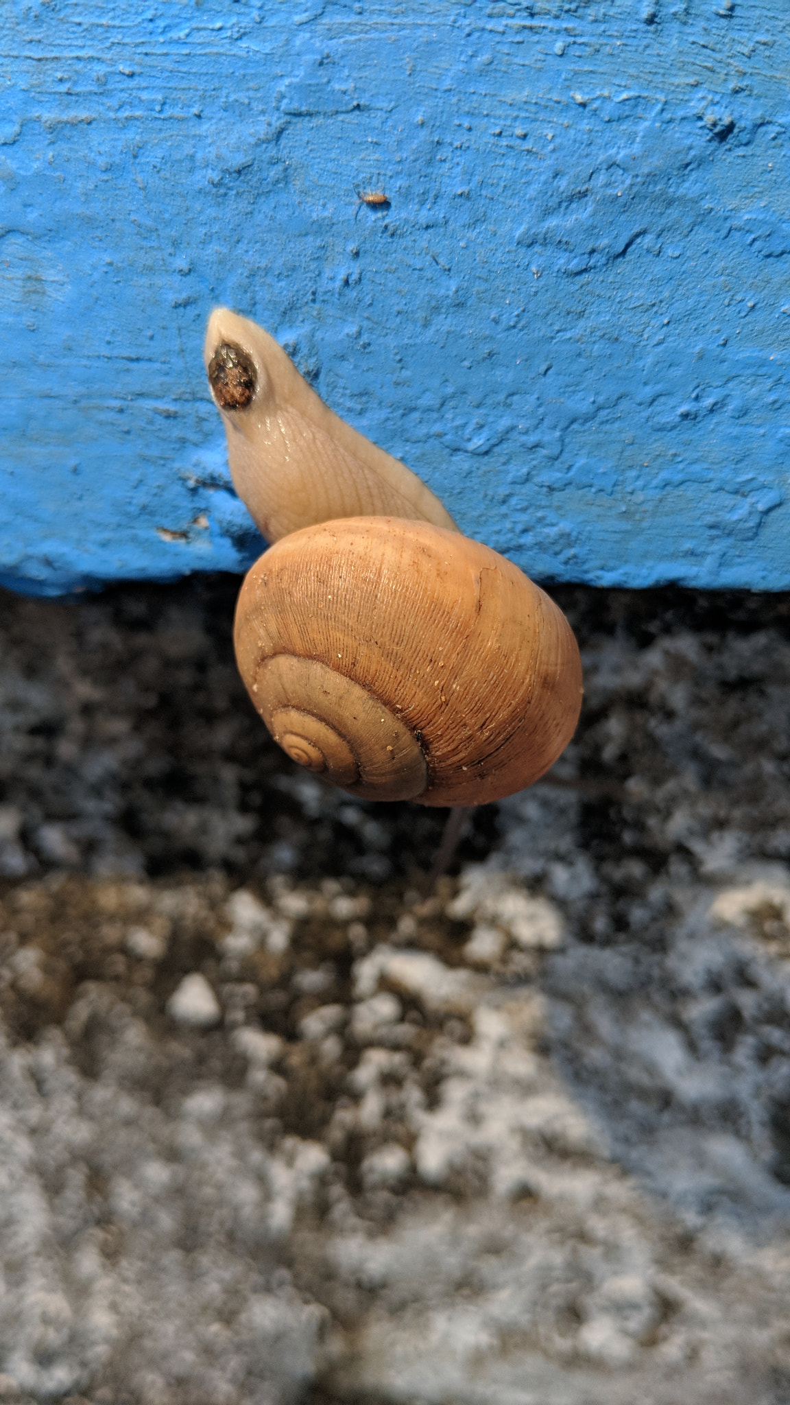 Google Pixel 2 XL sample photo. Snail photography