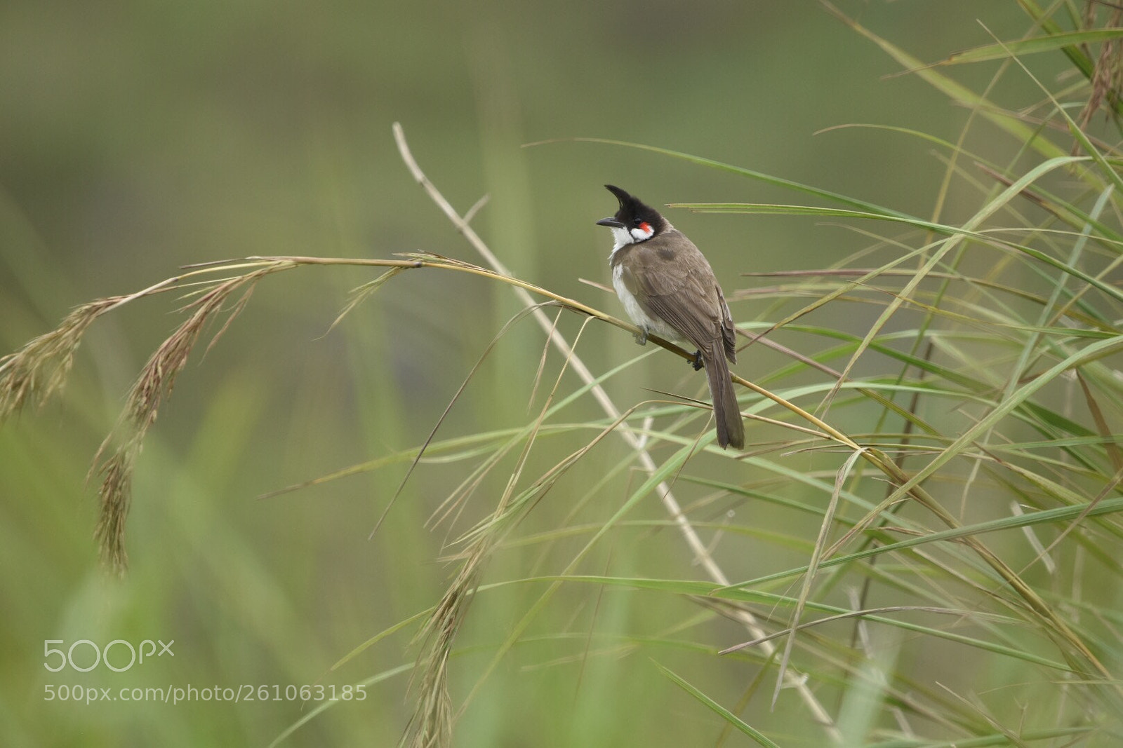 Nikon D7200 sample photo. Red-whiskered bulbul. photography