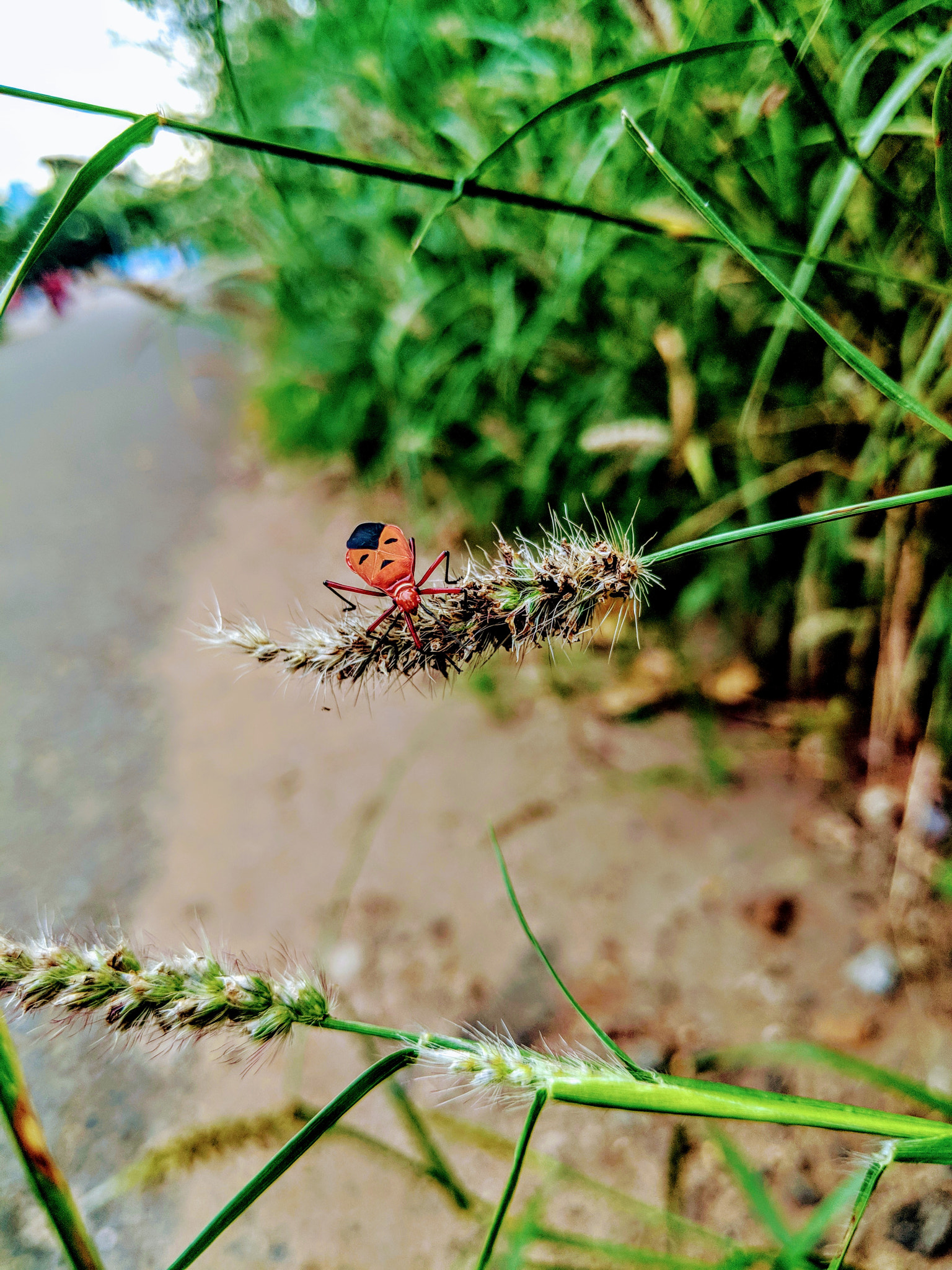 Google Pixel 2 XL sample photo. True bug photography