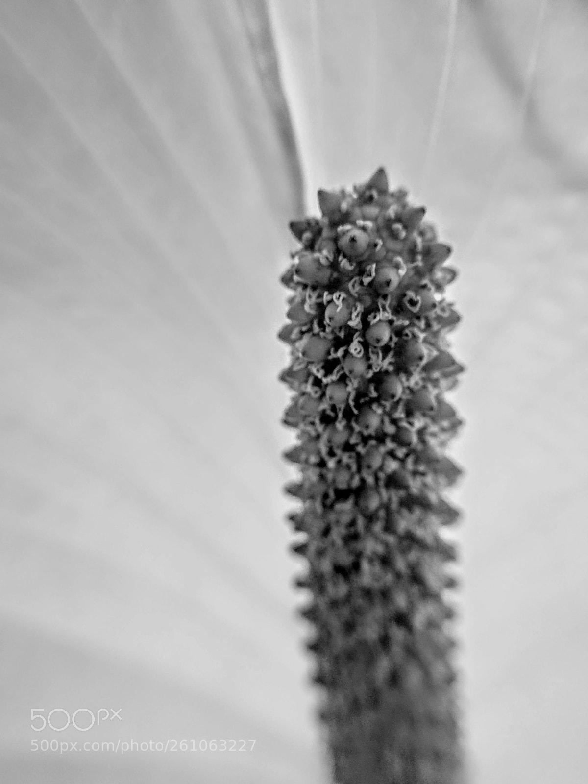 LG Nexus 5X sample photo. Peace lily photography