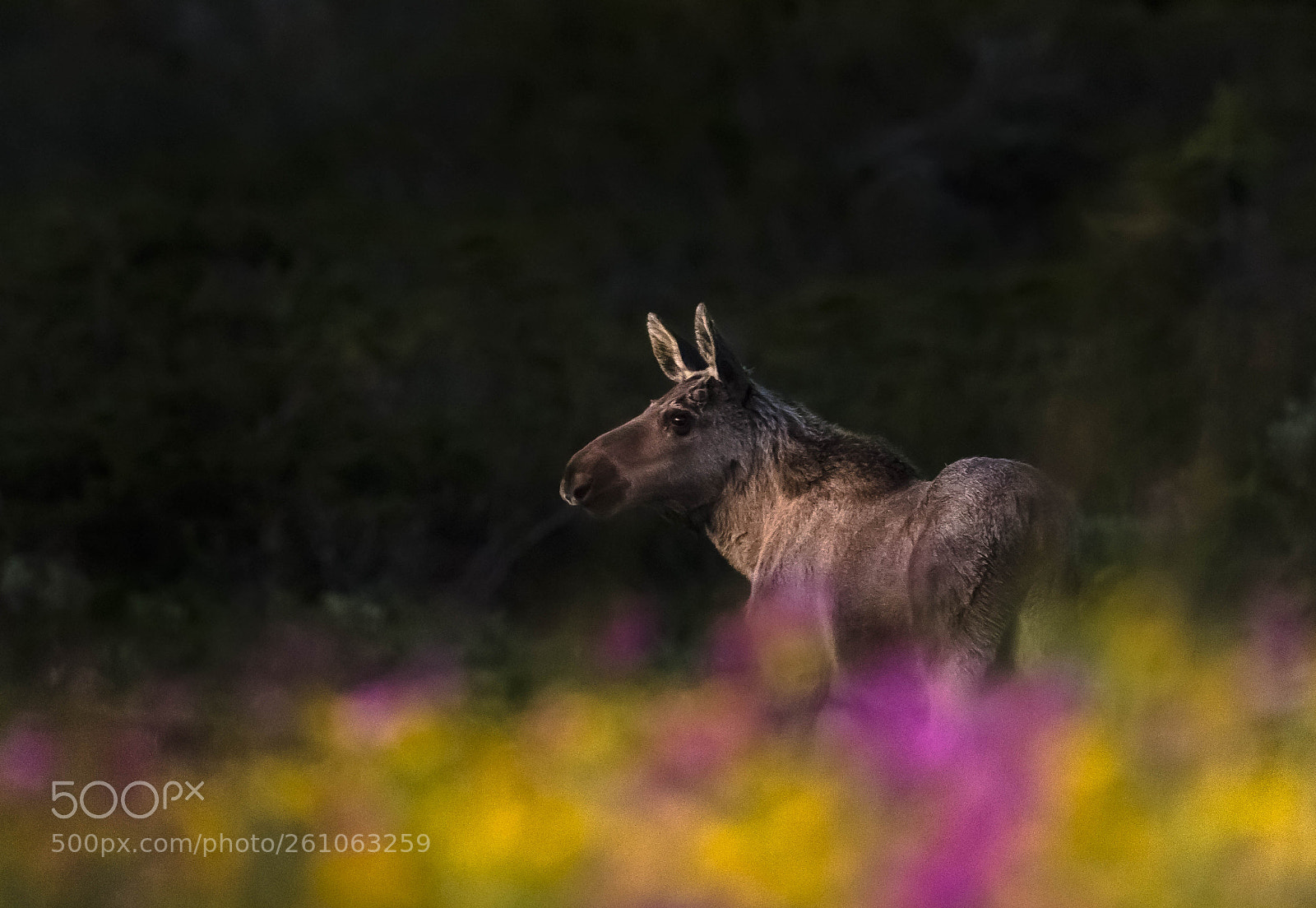 Canon EOS 5DS sample photo. Moose in spring photography