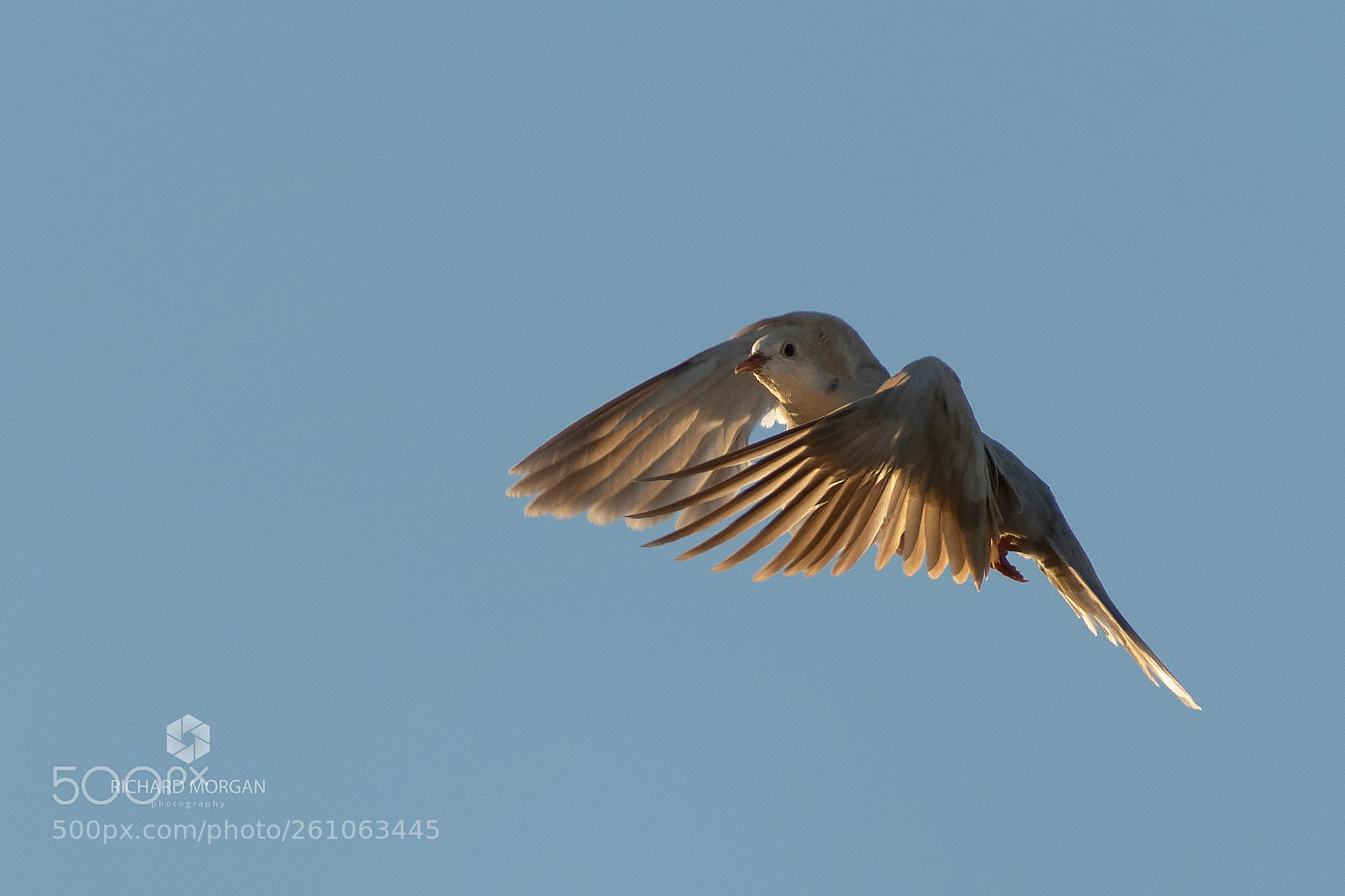 Nikon D500 sample photo. Mourning dove photography