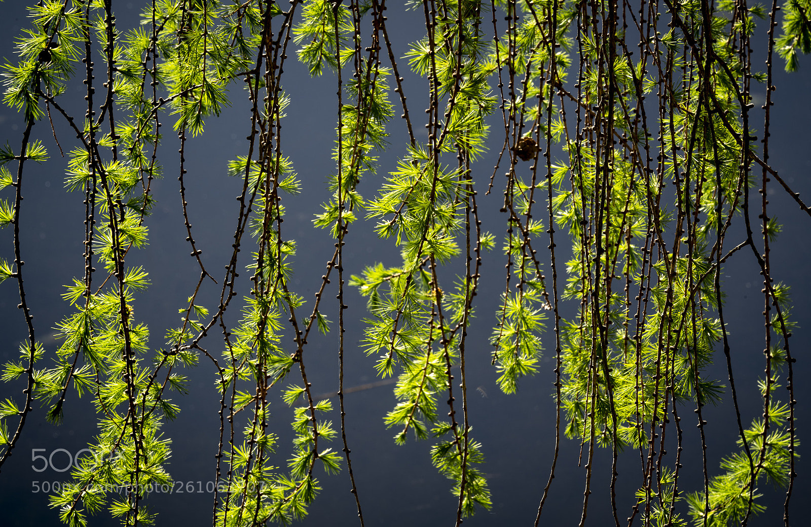 Sony a7R III sample photo. Hanging pattern photography