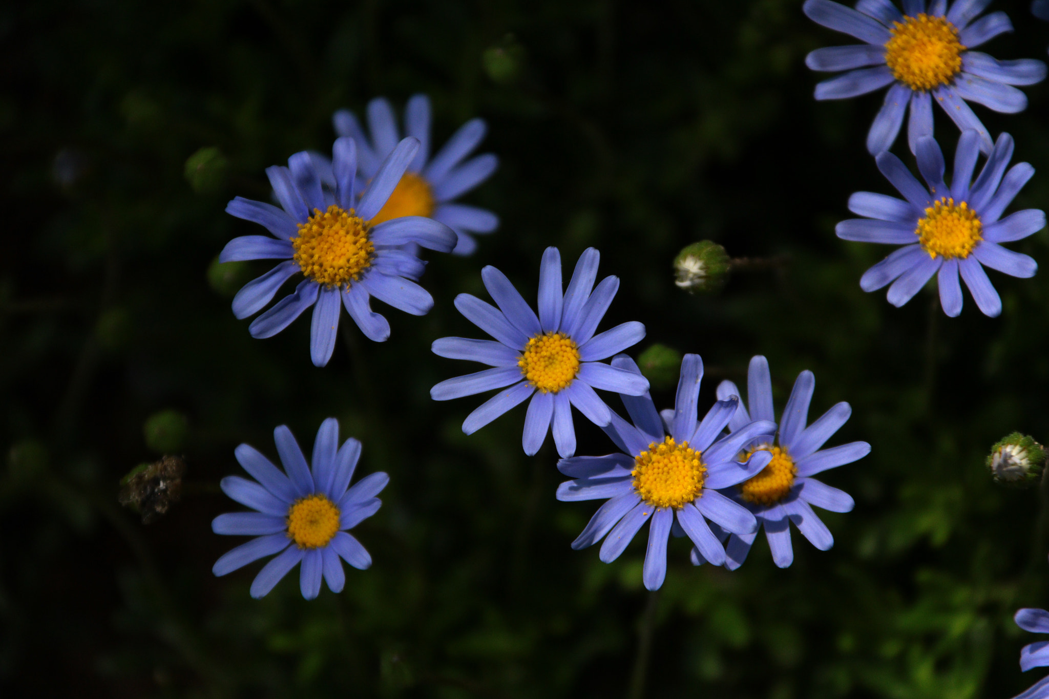 Canon EF-S 18-200mm F3.5-5.6 IS sample photo. Img photography