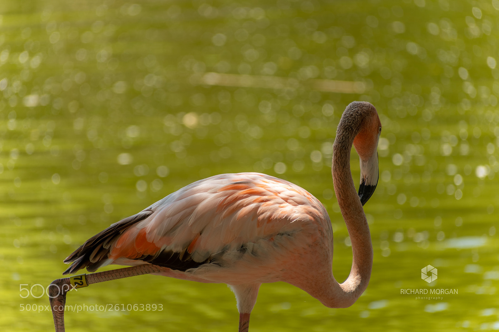 Nikon D500 sample photo. American flamingo photography