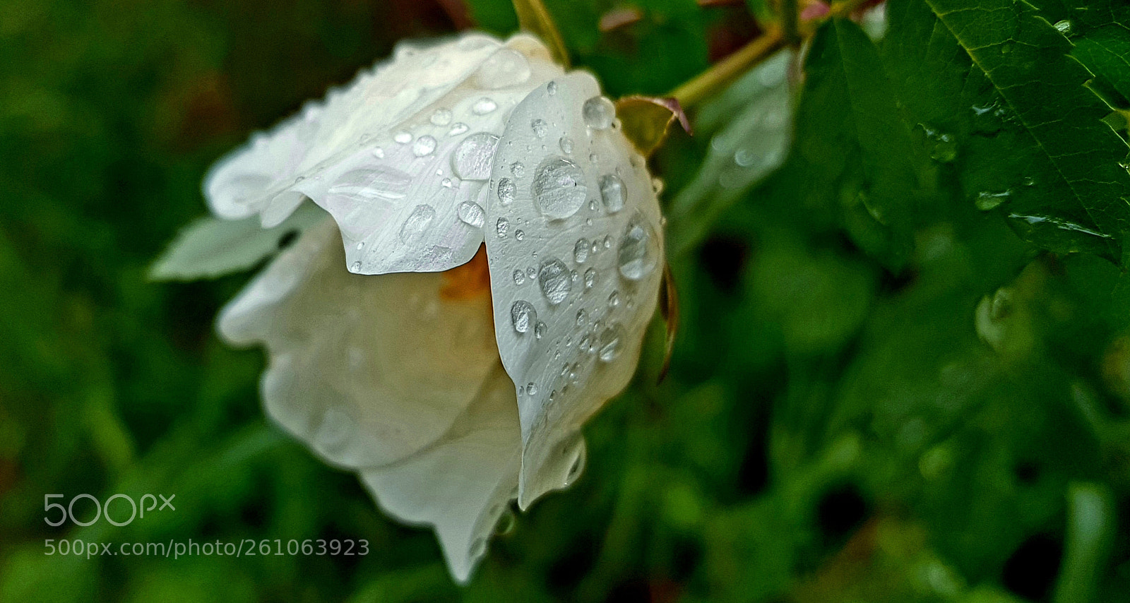 Samsung Galaxy S8+ sample photo. After the rain photography