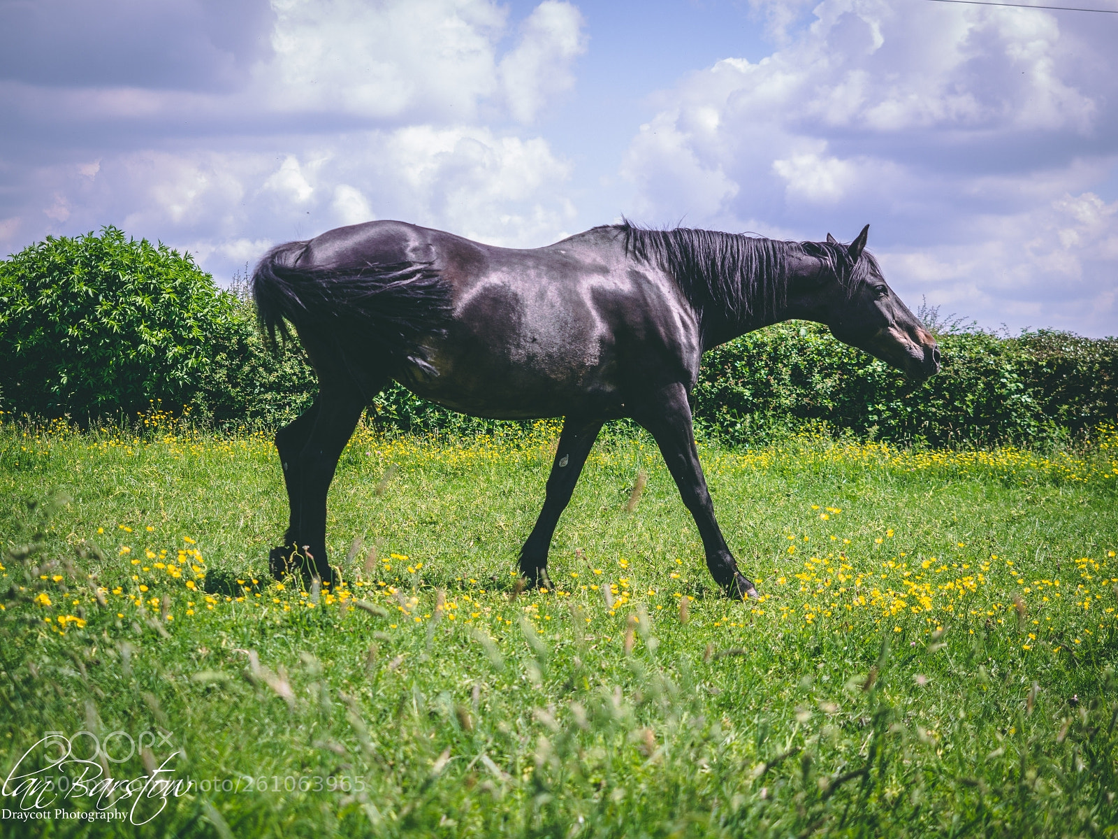 Olympus OM-D E-M10 II sample photo. Horse photography