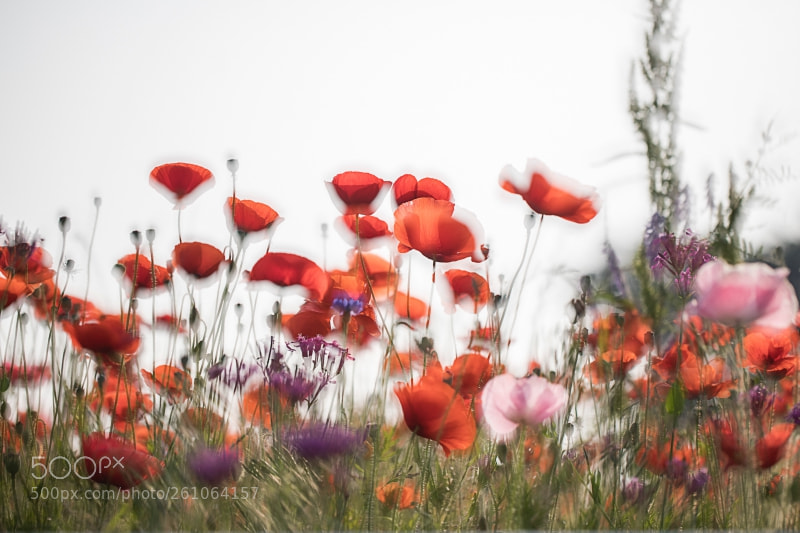 Canon EOS 5D Mark IV sample photo. Seonyudo in seoul photography