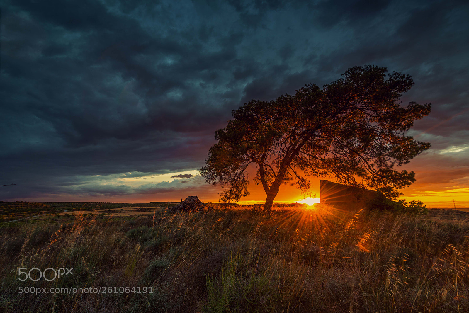 Nikon D750 sample photo. El Árbol photography