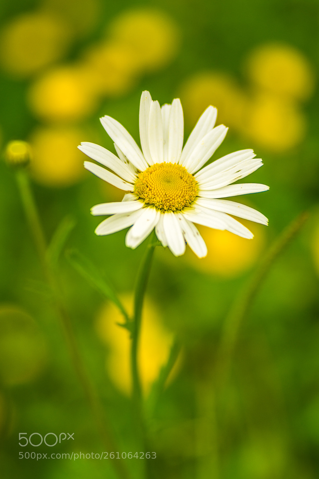 Nikon D7100 sample photo. Ox-eye daisy photography